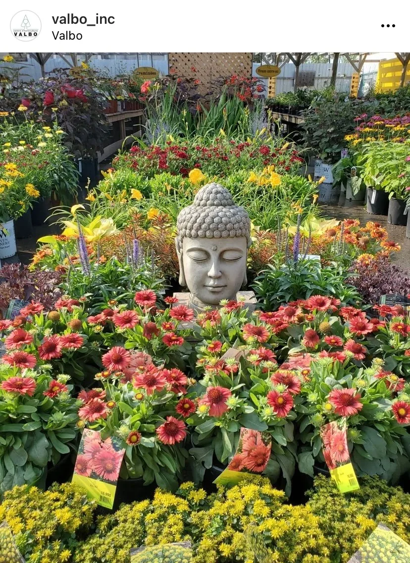 Buy plants in Montreal at Valbo